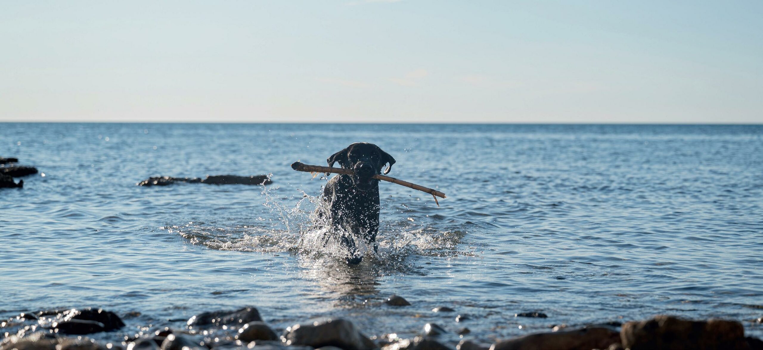 Hund an der Ostsee mit Stock in der Schnauze