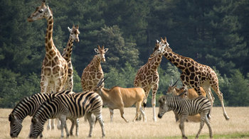 Giraffen und Zebras im Safaripark